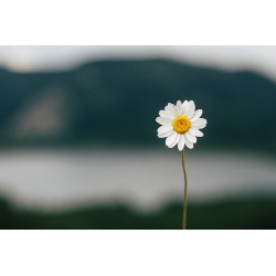 le parachutiste de lextreme orange - chezlescanailles